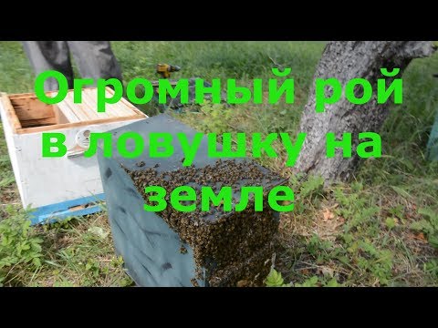 Огромный рой в ловушку на земле и 2-х этажная ловушка!