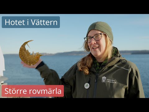 Invasiv och främmande! Vilken skada kan den större rovmärlan orsaka i Vättern?