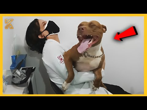 🐕🎬FULL When your dog is overly dramatic😂Best Funny Dog Videos