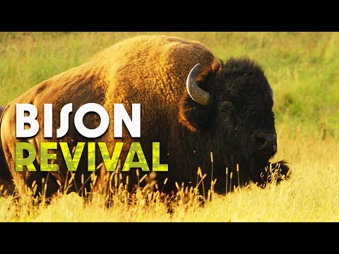 Bison: The Last Giants of the Wild West | Documentary