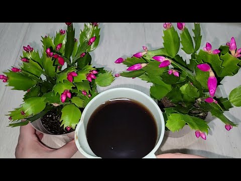 ВНЕСИ под ДЕКАБРИСТ и даже самый слабый куст пышно ЗАЦВЕТЕТ