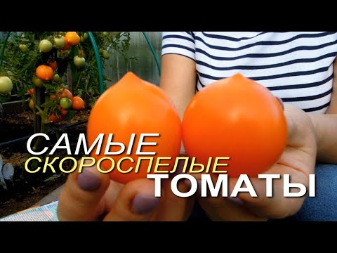 Эти томаты созревают САМЫЕ ПЕРВЫЕ в открытом грунте! Советы от ЗЕЛЕНОГО ОГОРОДА!
