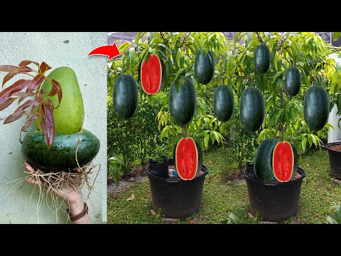 Mangoes With Watermelon : How i Grafting Mangoes with Watermelon produces the most fruit  Watermelon