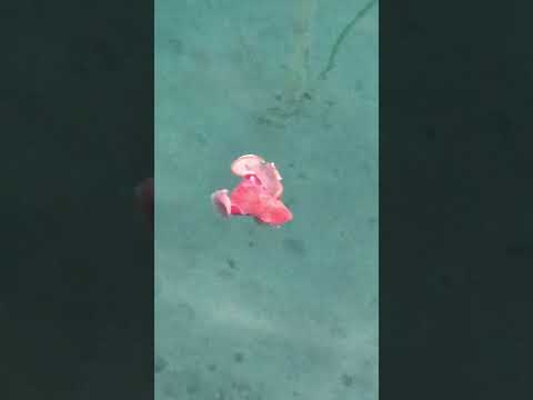 Spanish Dancer Sea Slug - Coffs Harbour 2024 #spanishdancer #sealife