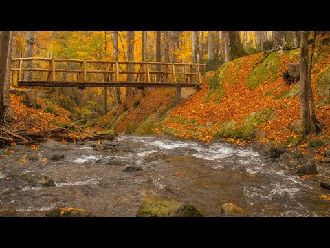 Fall Asleep to Autumn River Sounds ๐ | Relaxing Forest Ambience for Deep Sleep