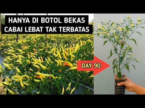 Cara Menanam Cabai Rawit di Botol Bekas dari Biji Sampai Panen | Agar Cabe Pendek Berbuah Lebat
