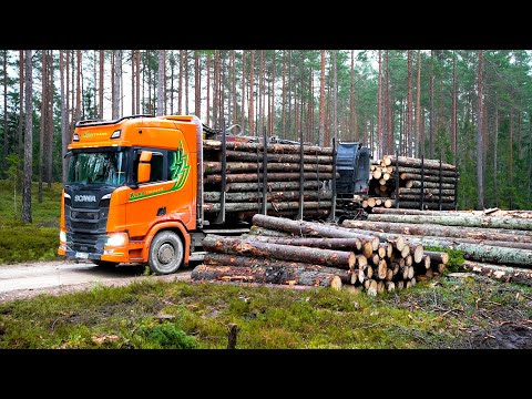 Loading Timber together with my Colleague