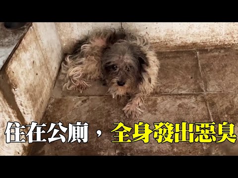 [Full Version] The stray dog living in the toilet was covered with excrement and urine and gave off