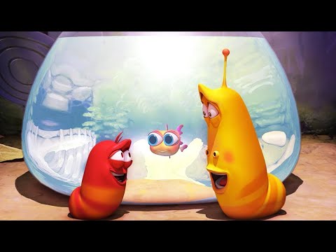 LARVA - GOLDFISH | Cartoon Movie | Videos For Kids | Larva Cartoon | LARVA Official