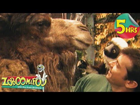 5 Hours of Zoboomafoo! | The Four F's | Educational Show for Kids