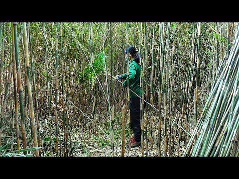 自分で竹から育てる。伝統的な竹工芸にこだわる日本の職人達 TOP5