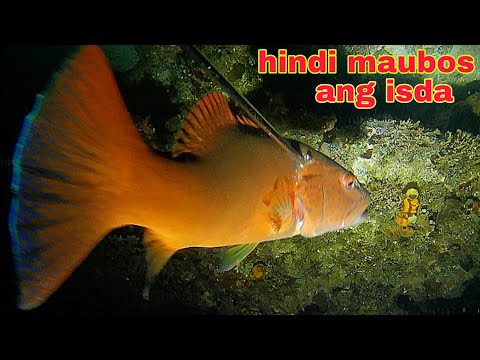 ep494 hindi maubos ang isda sa dating spot night spearfishing Philippines