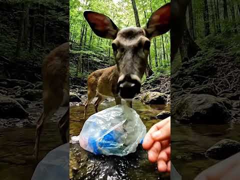 A Deer Trapped in Plastic — Someone Stopped to Help