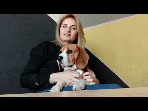 Бигль Jastin Как ОБМАНЫВАЮТ ветеринары Как выбрать хорошую ветеринарную клинику для собаки