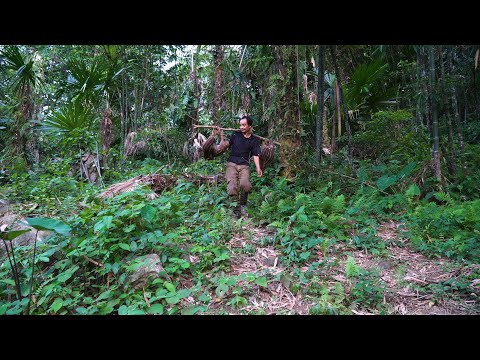 Countless wild boars fell into the traps | LIVING OFF THE GRID | Episode 80