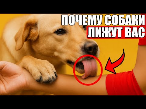 If Your Dog Licks You, THIS IS WHAT IT MEANS!