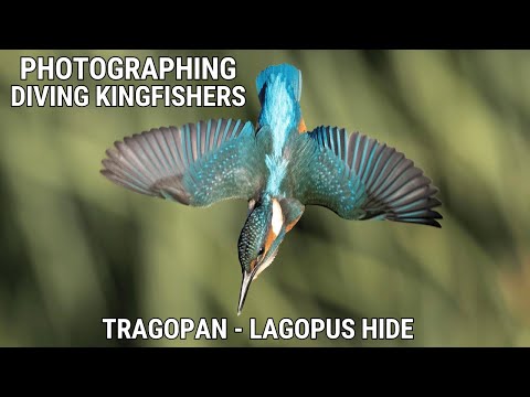 Photographing DIVING Kingfishers without Baiting | From a Hide | Canon R3 & EF 500mm F4 L IS Mk II