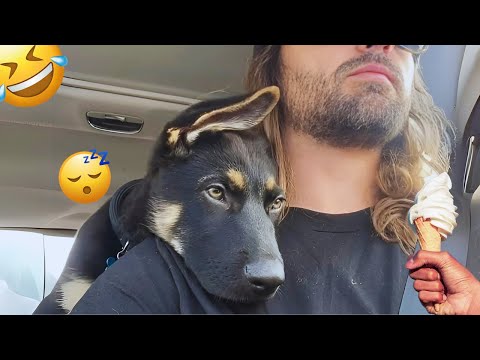 I dare you not to LAUGH at these FUNNY DOGS 😁🦮 - Best Funny Animals Videos 2025 #19