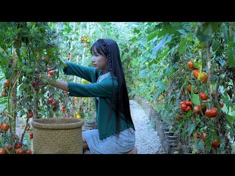 Before the tomatoes fall, pick them home and get something delicious - Ketchup  | Liziqi Channel