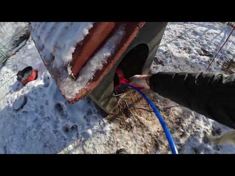 꼬물이들 13일 되었는데 모두가 눈을 일찍 떻네요, 여기는 평창 진부인데 오늘은 너무 추워요,