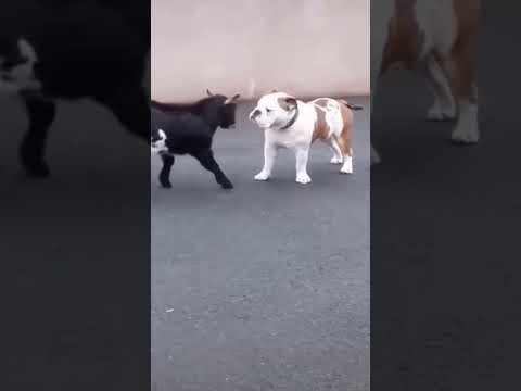 Tente Não Rir 😂 Gatos e Cachorros Mais Engraçados de 2025 🐱🐶