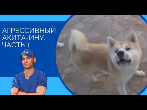 Агрессивный Акита-ину (часть 1)