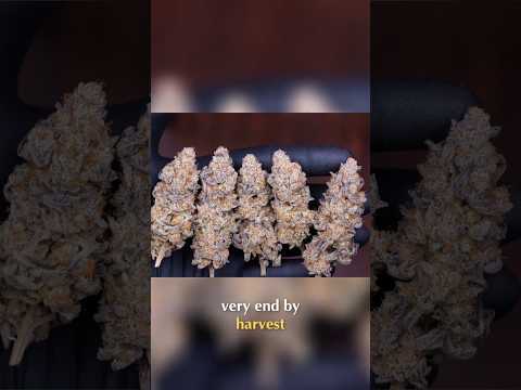 Patience & Consistency  Perfecting Your Harvest  #organicgardening