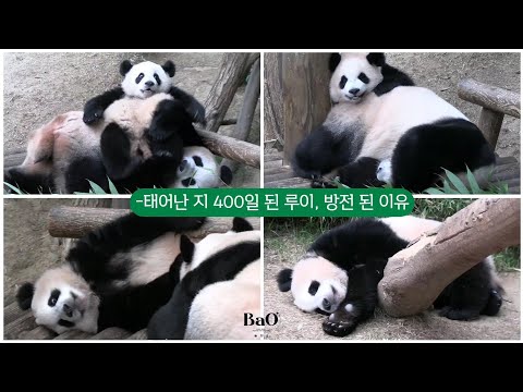 [240810] 루이바오가 루숙자가 됐던 이유 #아이바오 #루이바오 #후이바오 #panda 