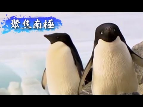 世界的盡頭-聚焦南極《聚焦全世界》第1期