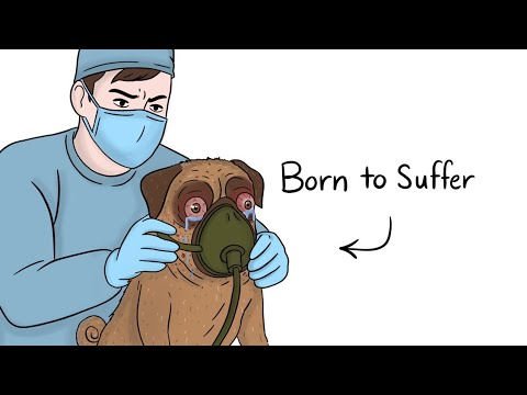 Why it Sucks To Be Born As a Pug