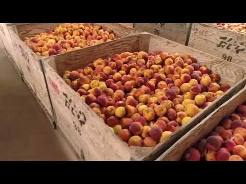 Peach Liqueur Preview