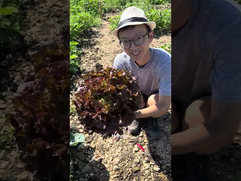 Farm vlog 1: Harvest day!