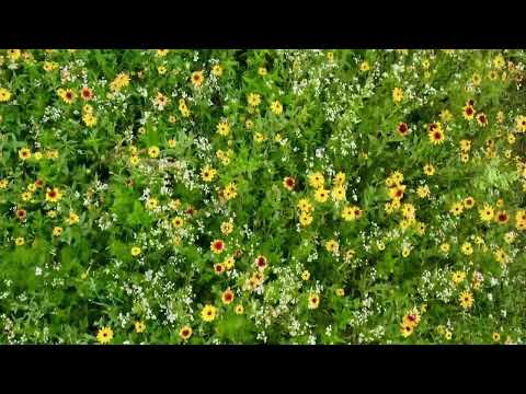 Native Wildflower Meadow