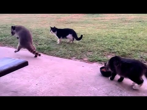 CATS: Uncontrollable Crazy Antics and Weirdly Unpredictable