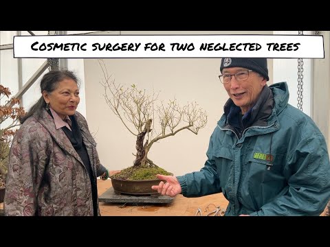 Cosmetic Surgery For Two Neglected Bonsai