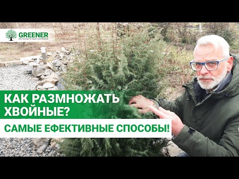 Укореняем хвойные зимой. 8 ГЛАВНЫХ правил от эксперта!