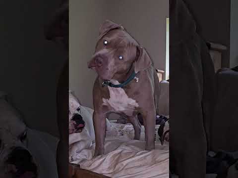 The master of head tilts.