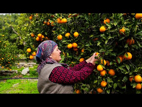 Farm Fresh Lunch | Cooking for Orange Harvest Workers