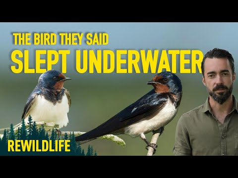 The Amazing Life of Irish Swallows!