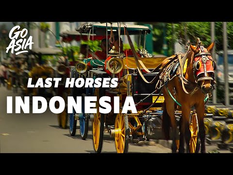 The Last Horse Carriages of Java? - Documentary - HR