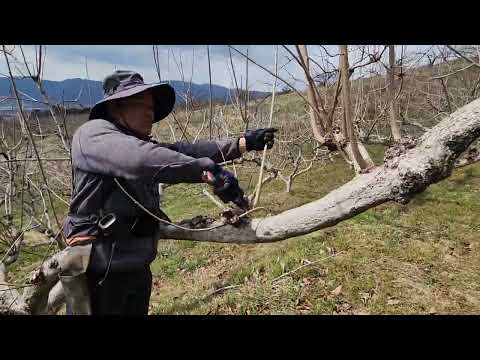 #단감나무전지 #단감나무전정 #전지 #전정 #단감나무전지이렇게하지마세요