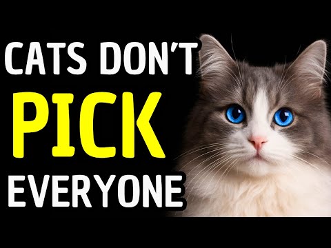 The Real Reason Cats Choose Their Favorite Person