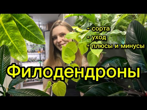 ОБЗОР ФИЛОДЕНДРОНОВ | СОРТА | УХОД | ПЛЮСЫ И МИНУСЫ 
