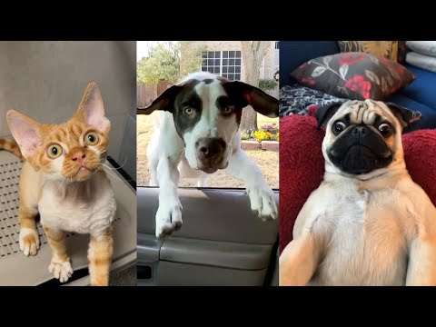 Cats 🐱 & Dogs 🐶 Fails #11 | Funniest Compilation 2025
