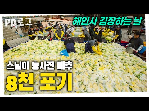 “죽은 송장도 일어난다” 대규모 사찰 김장｜3박 4일간의 김장 대장정 1부｜PD로그｜82화 천년 사찰의 겨울 준비, 김장 5,000포기