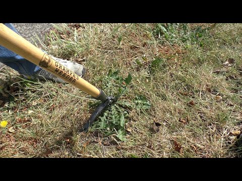 Grampa’s Weeder: Does it Really Work?
