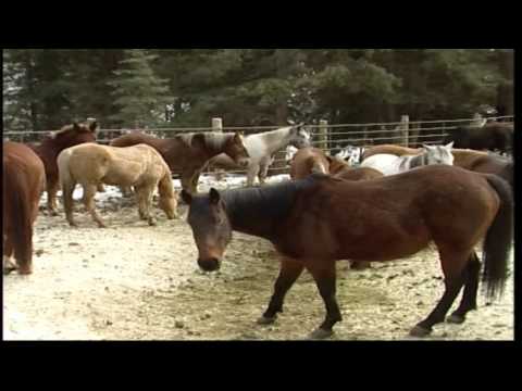 HORSES IN THE MONTANA MOUNTAINS SEEN HERE AT NORTH CREEK OUT FITTERS