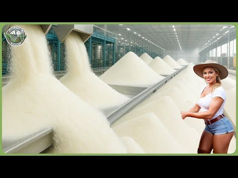 How Sugar Is Made - Massive Million Tons of Sugar Processing In Factory
