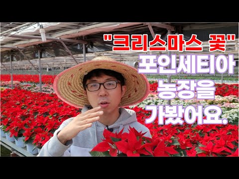 크리스마스 꽃으로 알려진 포인세티아 식물 농장을 소개합니다!