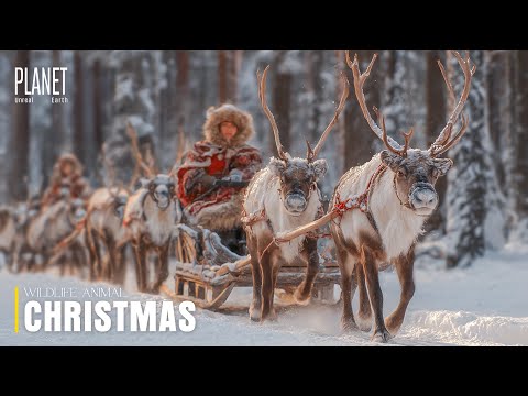 Christmas Wildlife | The Winter Creatures Beneath the Snowlit Forests